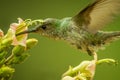 Green-and-white Hummingbird - Amazilia viridicauda, hovering next to flower, bird from Peru, beautiful hummingbird sucking nectar