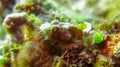 Green and white juvenile Tasseled scorpionfish, Scorpaenopsis oxycephala well camouflaged on a coral reef. Small-scaled