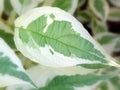 Leaf of Cornus alba (siberian dogwood)