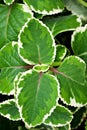 Green-white leave ,foliage Variegated Indian Borage ,Plectranthus amboinicus Variegatus ,Tropical Oregano ,Cuban Oregano, Ajwain H Royalty Free Stock Photo