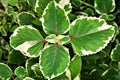 Green-white leave ,foliage Variegated Indian Borage ,Plectranthus amboinicus Variegatus ,Tropical Oregano ,Cuban Oregano, Ajwain H Royalty Free Stock Photo