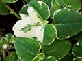 Green-white leave ,foliage Variegated Indian Borage ,Plectranthus amboinicus Royalty Free Stock Photo