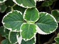 Green-white leave ,foliage Variegated Indian Borage ,Plectranthus amboinicus Variegatus ,Tropical Oregano Royalty Free Stock Photo