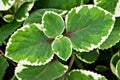 Green-white leave ,foliage Variegated Indian Borage ,Plectranthus amboinicus Variegatus ,Tropical Oregano ,Cuban Oregano, Ajwain H Royalty Free Stock Photo