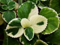 Green-white leave ,foliage Variegated Indian Borage ,Plectranthus amboinicus Royalty Free Stock Photo