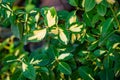 Green-white leaves Euonymus Fortunei Interbolwi Blonde on blurred green background. Common names spindle or fortune`s spindle Royalty Free Stock Photo