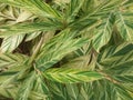 green and white leaves in the form of natural lines, like a painting.