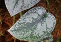 The green and white leaves of Painted Ivy-Arum `Argyraeus` plant