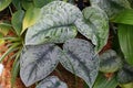 The green and white leaves of Painted Ivy-Arum `Argyraeus`