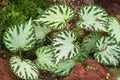 Green white leaves photo of Begonia imperialis in the garden in