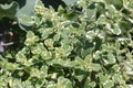Green and white leaves of Pineapple mint Mentha suaveolens Variegata in garden