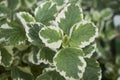 Plectranthus coleoides variegated foliage Royalty Free Stock Photo