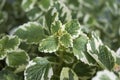 Plectranthus coleoides variegated foliage Royalty Free Stock Photo