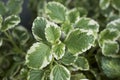 Plectranthus coleoides variegated foliage Royalty Free Stock Photo