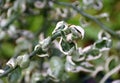 Green and white leaves of Slipper Spurge 'Jade Slipper' tropical plant Royalty Free Stock Photo