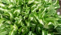 Green-white leaves of the WHIRLWIND host plant. View from above. Background from green leaves.