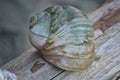 A green and white Lewis\'s Moon Snail shell resting on a driftwood log Royalty Free Stock Photo