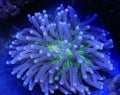 Green and White Long Tentacle Plate Coral