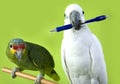 Green and white parrots Royalty Free Stock Photo