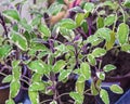 Green, white and purple variegated culinary sage in the herb garden