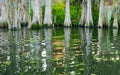 Green and white reflections of swamp cypress trees Royalty Free Stock Photo