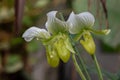 Green and white Slipper Orchid, Venus Slipper, Paphiopedilum Clair de Lune `Edgard van Belle`