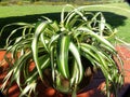Variegated Spider Plant sitting on a picnic table