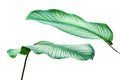 Green White Stripe Foliage Leaves of Calathea Plant Isolated on White Background with Clipping Path