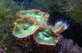 Green White Striped Polyp (Zoanthus sp.), Colorful button corals swaying under the sea water, USA Royalty Free Stock Photo