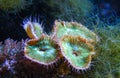 Green White Striped Polyp (Zoanthus sp.), Colorful button corals swaying under the sea water, USA Royalty Free Stock Photo