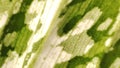 green and white stripes texture of dieffenbachia leaf