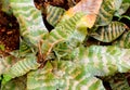 Green White Stripped Leaves - Haworthia - Haworthiopsis Fasciata - Zebra Cactus - Star Window Plant