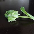 Close-up of rare Green and white tulip.