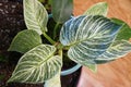 Green and white variegated leaf of Philodendron Birkin Royalty Free Stock Photo