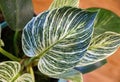 Green and white variegated leaf of Philodendron Birkin, an indoor tropical plant Royalty Free Stock Photo