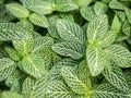 Green with white-veined leaves texture background. Green foliage of the Fittonia nerve plant. Selective focus