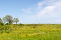 Green wide open grassland filled with yellow flowers by springtime