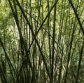 Green Wild Bamboo in a Tropical Forest Royalty Free Stock Photo