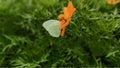 Green wild butterflies perched on orange flowers