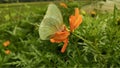 Green wild butterflies perched on orange flowers