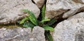 A green wild fern grows between the stones Royalty Free Stock Photo