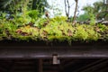 Green wild fresh natural lives plants, moss, lichen, grass growing on the wooden thatched roof of garden gazebo background. Beau Royalty Free Stock Photo