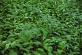 Wild garlic leaves in forest