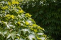 Green wild grapes leaves on old stone wall. Eco-style hedge. Royalty Free Stock Photo