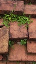 Green wild grass growing on red stone Royalty Free Stock Photo