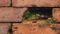 Green wild grass growing on red stone Royalty Free Stock Photo