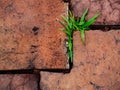 Green wild grass growing on red stone Royalty Free Stock Photo