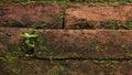 Green wild grass growing on red stone Royalty Free Stock Photo