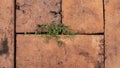 Green wild grass growing on red stone Royalty Free Stock Photo