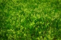 Green Wild Grass Wees Growing Royalty Free Stock Photo